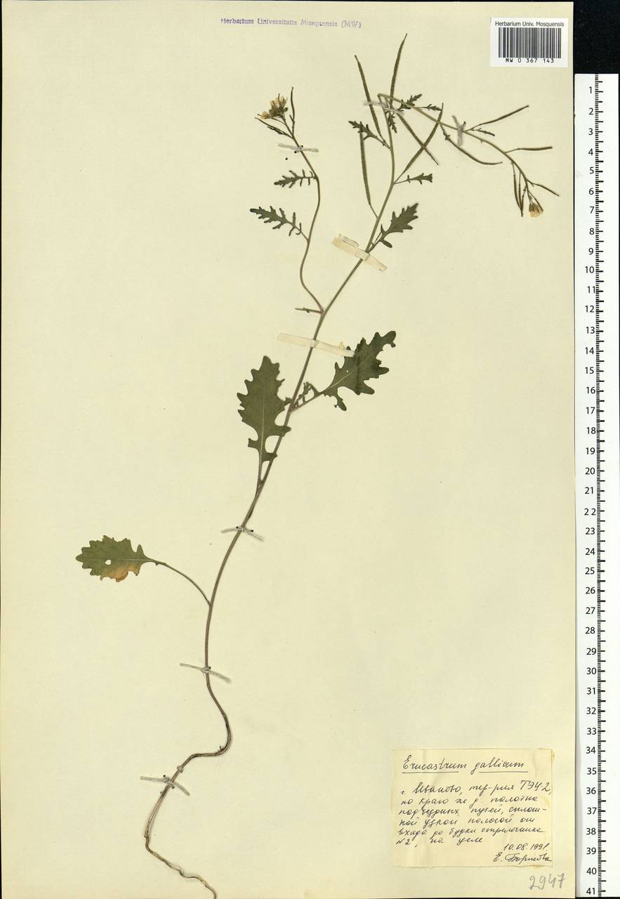 Erucastrum gallicum (Willd.) O.E. Schulz, Eastern Europe, Central forest region (E5) (Russia)