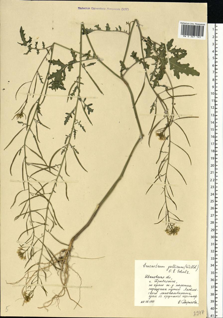 Erucastrum gallicum (Willd.) O. E. Schulz, Eastern Europe, Central forest region (E5) (Russia)