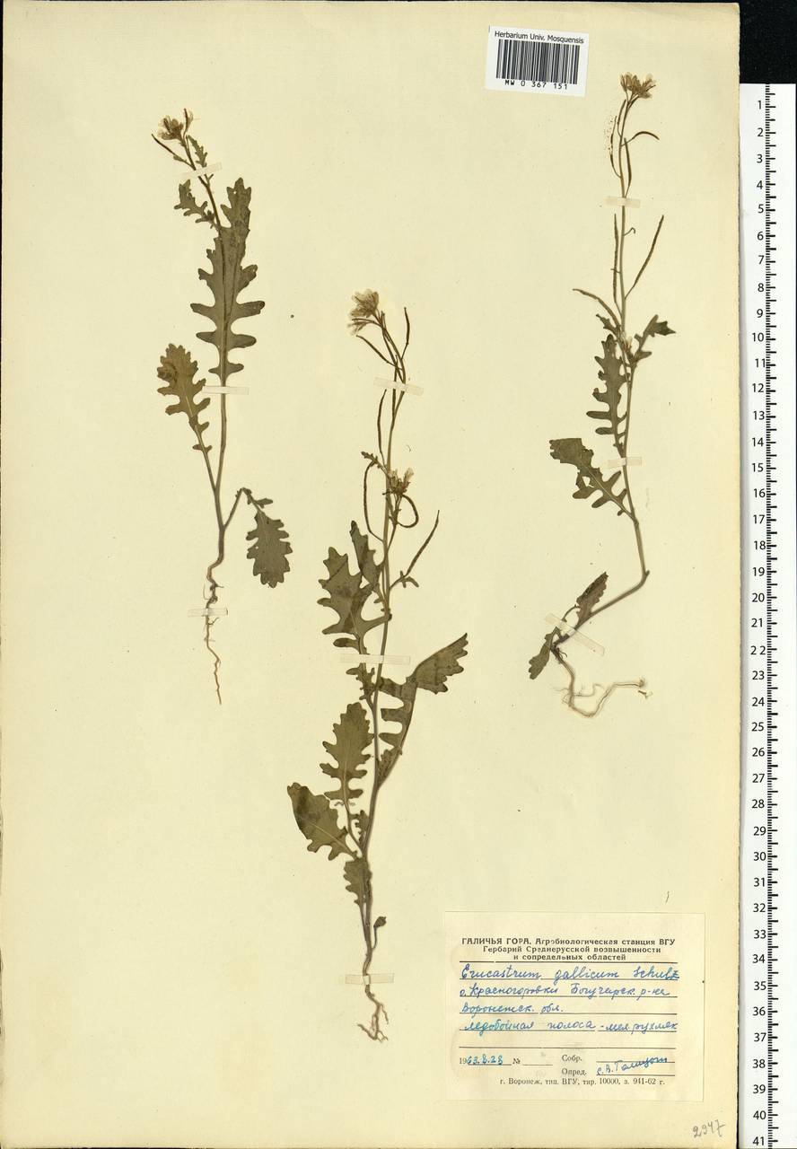 Erucastrum gallicum (Willd.) O.E.Schulz, Eastern Europe, Central forest-and-steppe region (E6) (Russia)