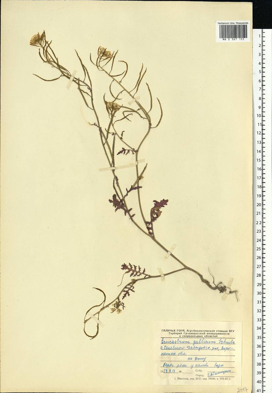 Erucastrum gallicum (Willd.) O. E. Schulz, Eastern Europe, Central forest-and-steppe region (E6) (Russia)