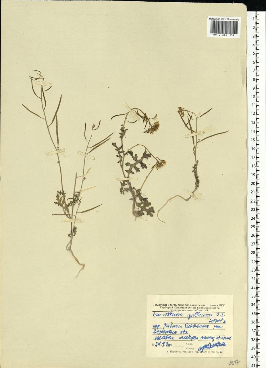 Erucastrum gallicum (Willd.) O.E.Schulz, Eastern Europe, Central forest-and-steppe region (E6) (Russia)
