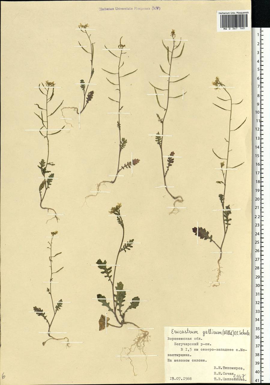 Erucastrum gallicum (Willd.) O.E.Schulz, Eastern Europe, Central forest-and-steppe region (E6) (Russia)