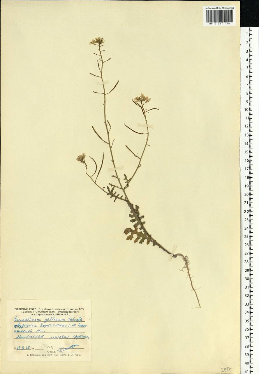 Erucastrum gallicum (Willd.) O.E.Schulz, Eastern Europe, Central forest-and-steppe region (E6) (Russia)