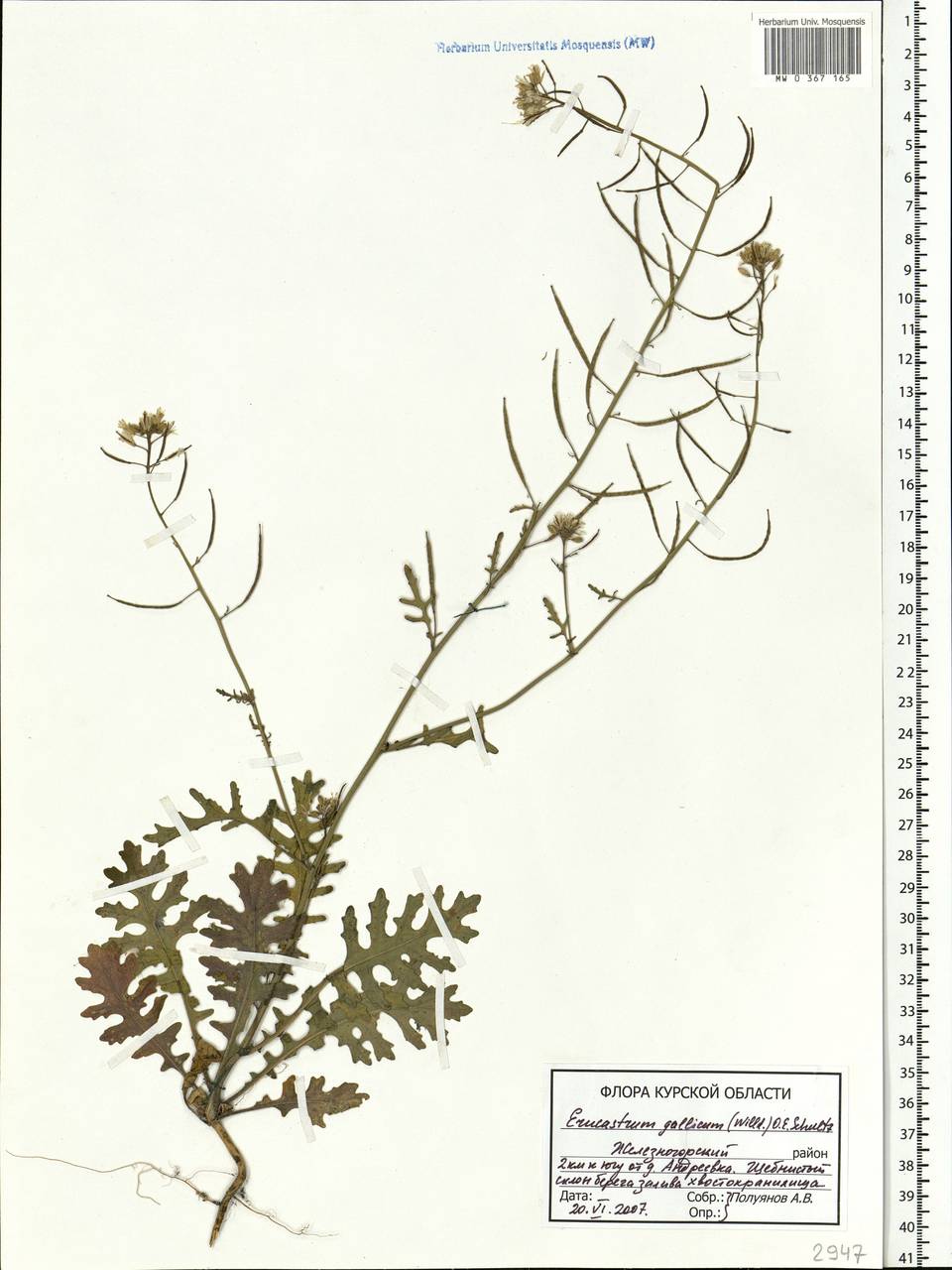 Erucastrum gallicum (Willd.) O.E.Schulz, Eastern Europe, Central forest-and-steppe region (E6) (Russia)