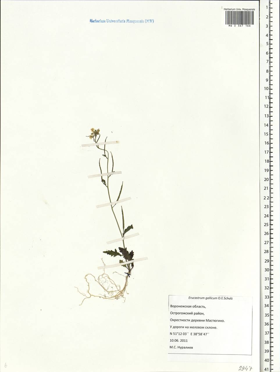 Erucastrum gallicum (Willd.) O.E. Schulz, Eastern Europe, Central forest-and-steppe region (E6) (Russia)