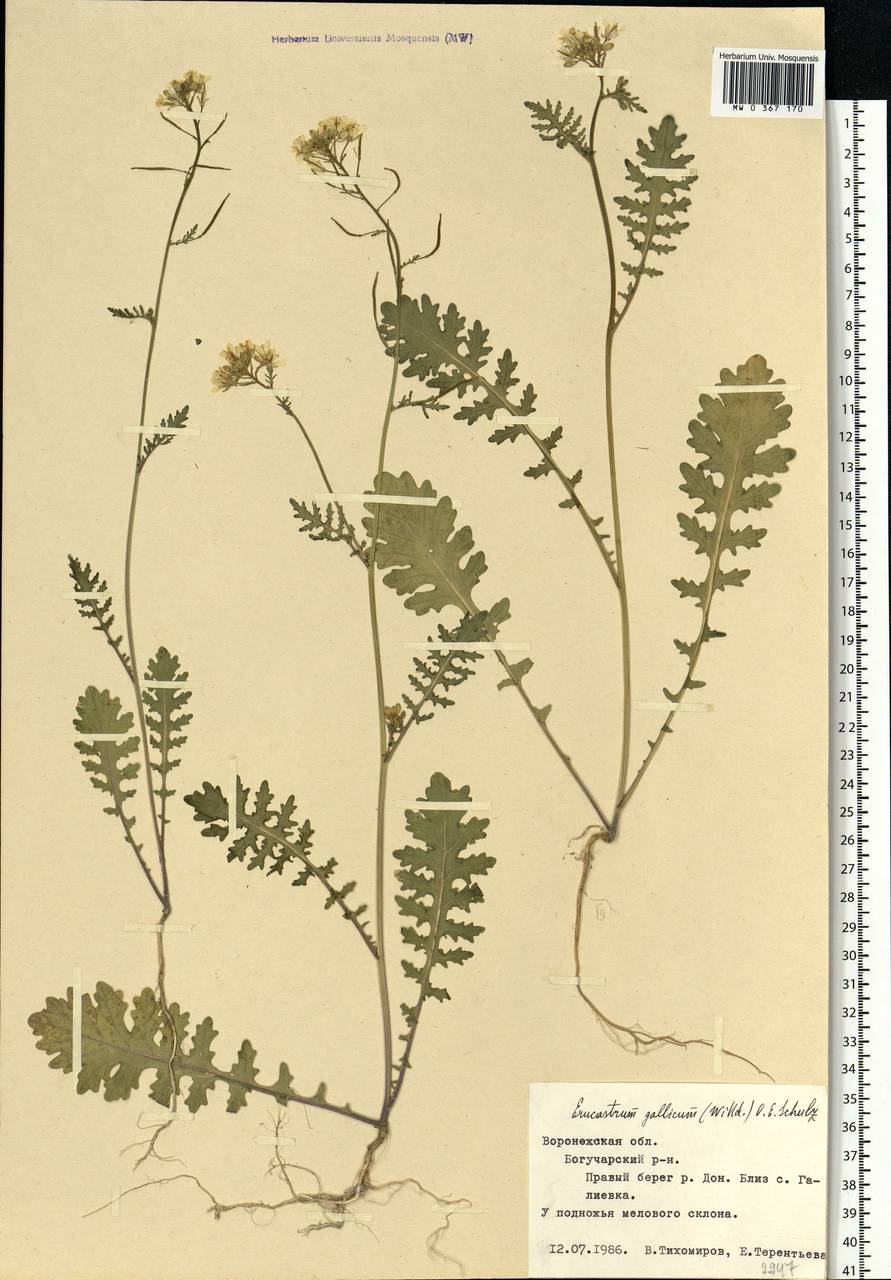 Erucastrum gallicum (Willd.) O.E.Schulz, Eastern Europe, Central forest-and-steppe region (E6) (Russia)