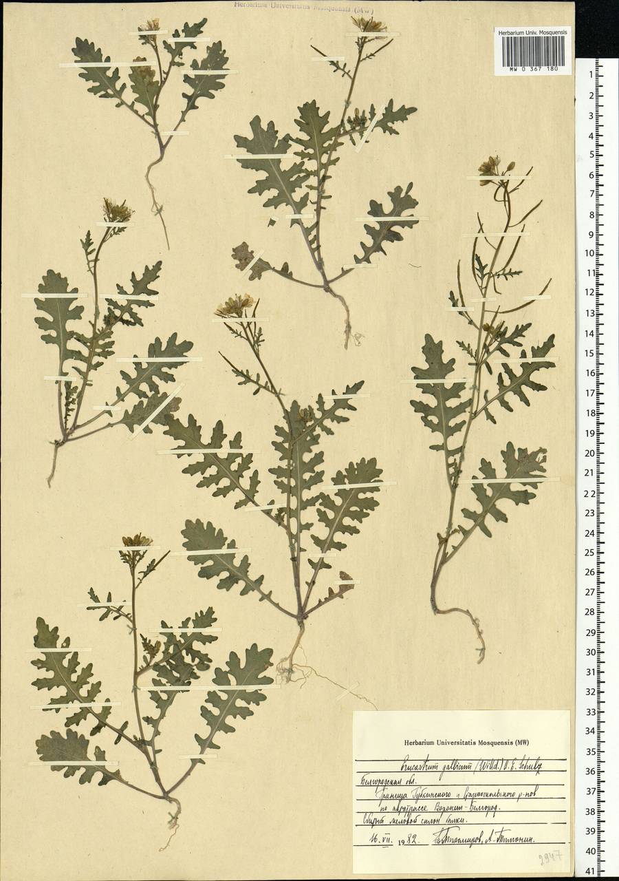 Erucastrum gallicum (Willd.) O.E. Schulz, Eastern Europe, Central forest-and-steppe region (E6) (Russia)