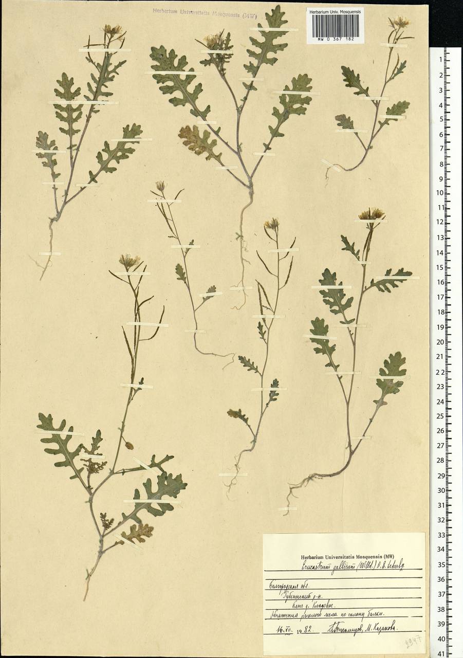 Erucastrum gallicum (Willd.) O.E.Schulz, Eastern Europe, Central forest-and-steppe region (E6) (Russia)