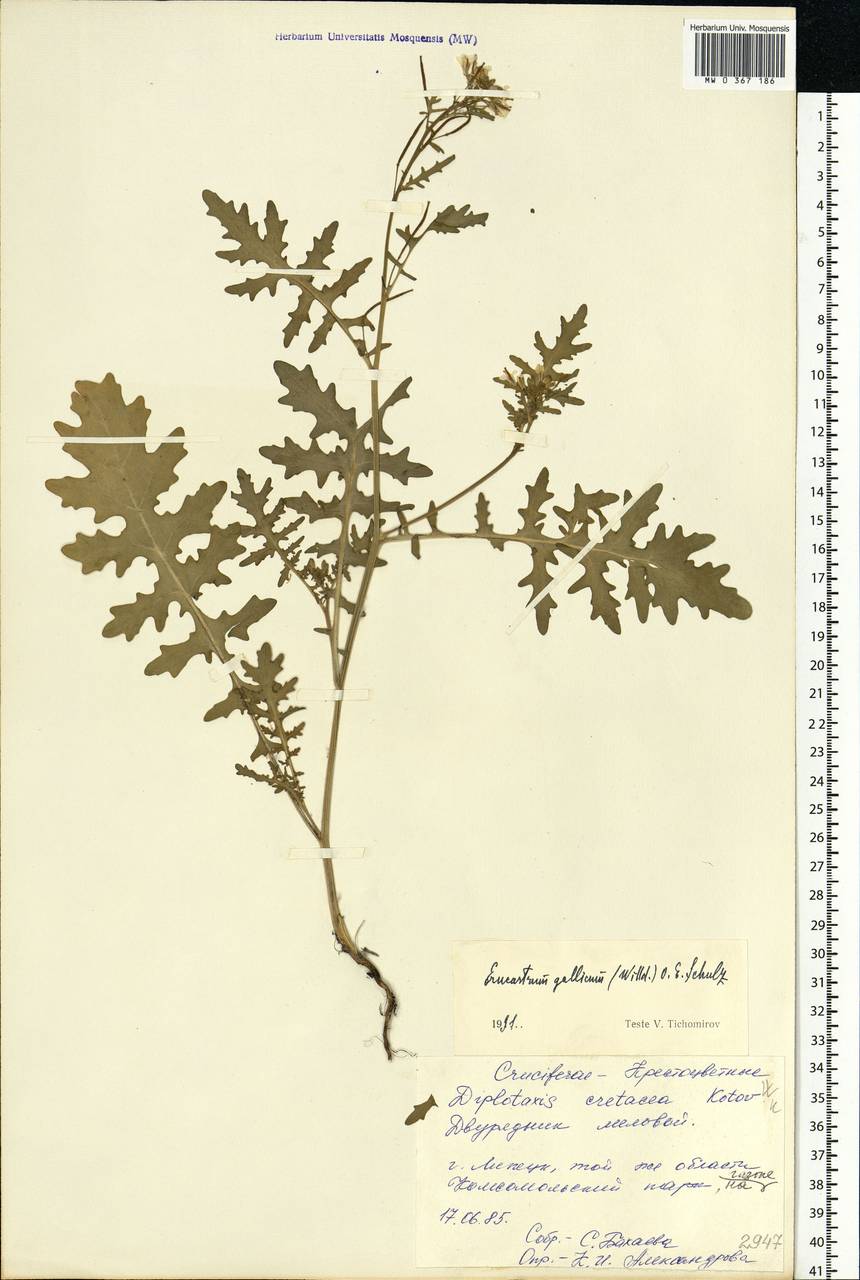 Erucastrum gallicum (Willd.) O.E.Schulz, Eastern Europe, Central forest-and-steppe region (E6) (Russia)