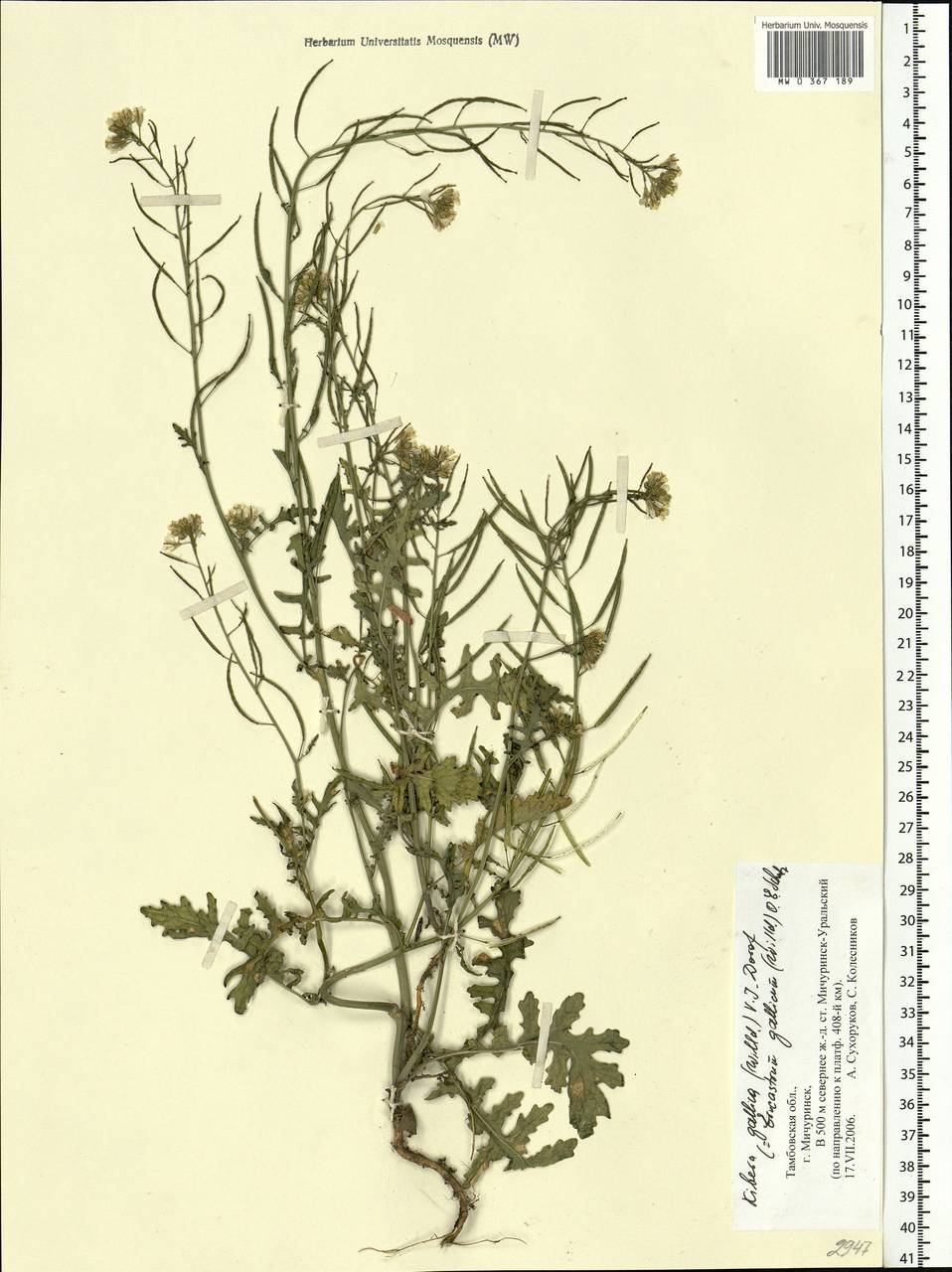 Erucastrum gallicum (Willd.) O.E.Schulz, Eastern Europe, Central forest-and-steppe region (E6) (Russia)
