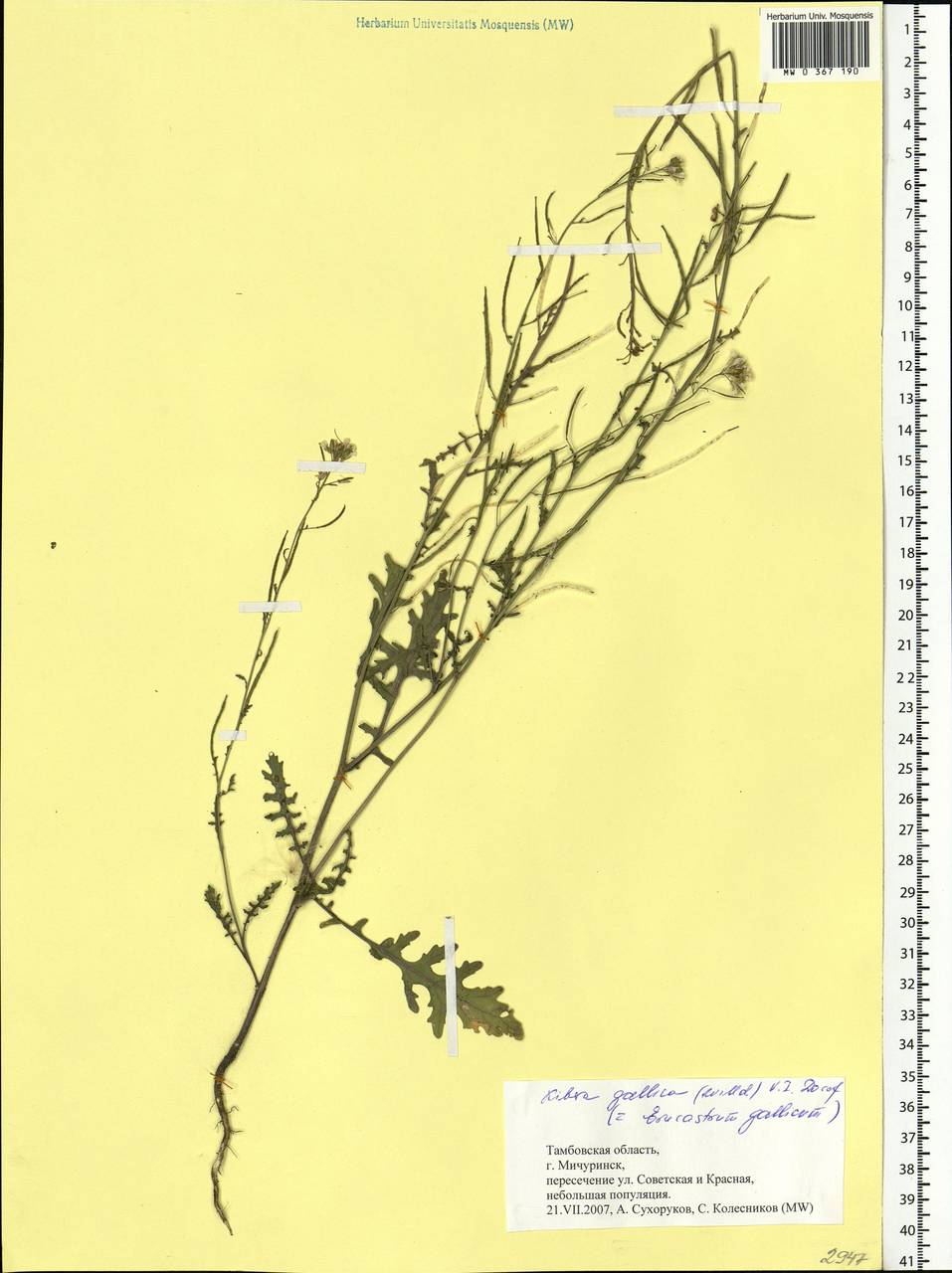 Erucastrum gallicum (Willd.) O.E.Schulz, Eastern Europe, Central forest-and-steppe region (E6) (Russia)