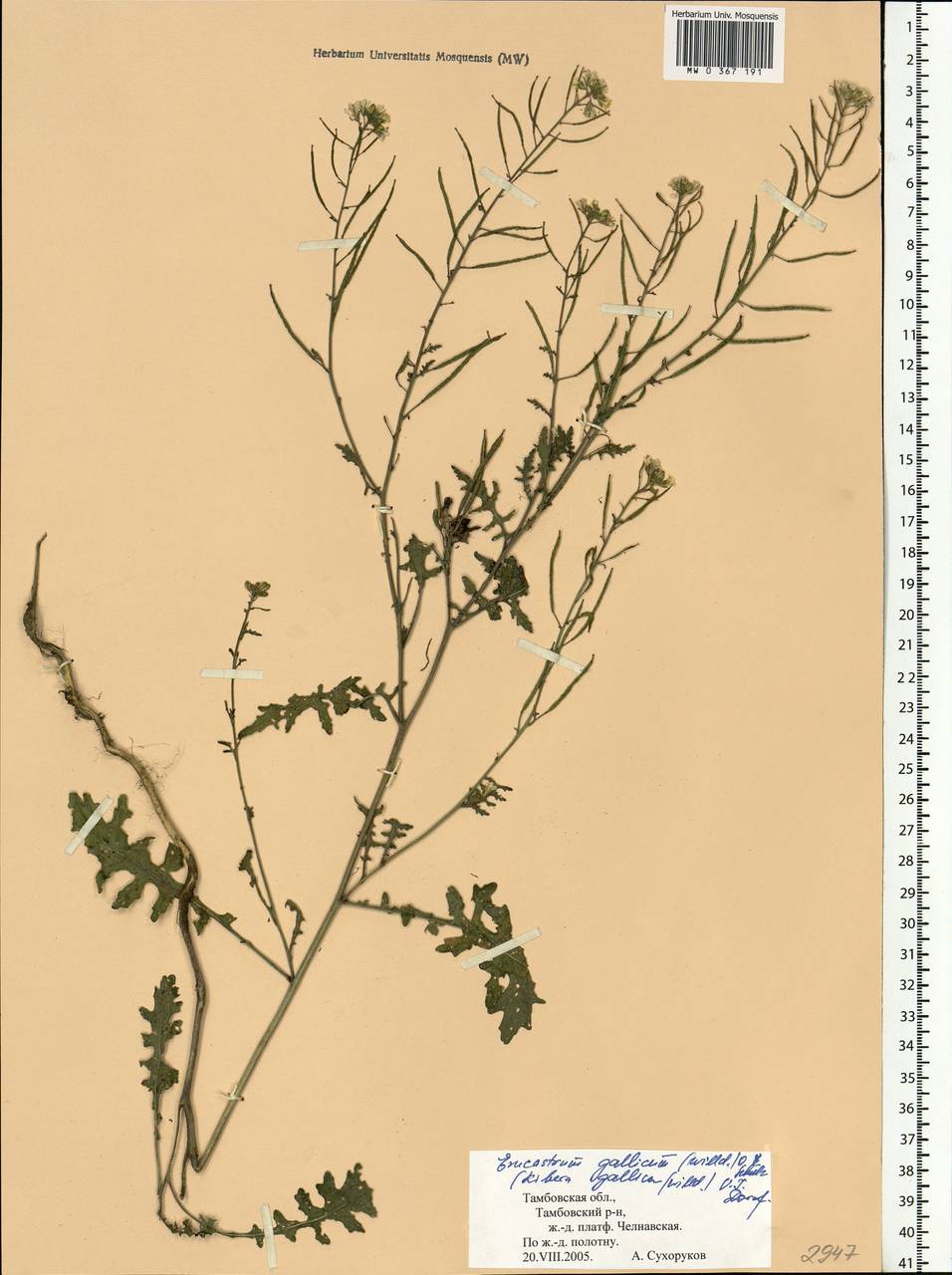 Erucastrum gallicum (Willd.) O. E. Schulz, Eastern Europe, Central forest-and-steppe region (E6) (Russia)