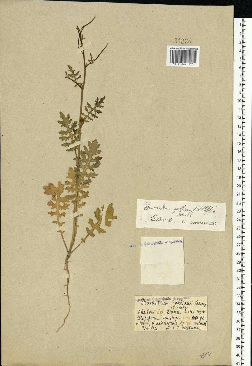 Erucastrum gallicum (Willd.) O.E.Schulz, Eastern Europe, Central forest-and-steppe region (E6) (Russia)