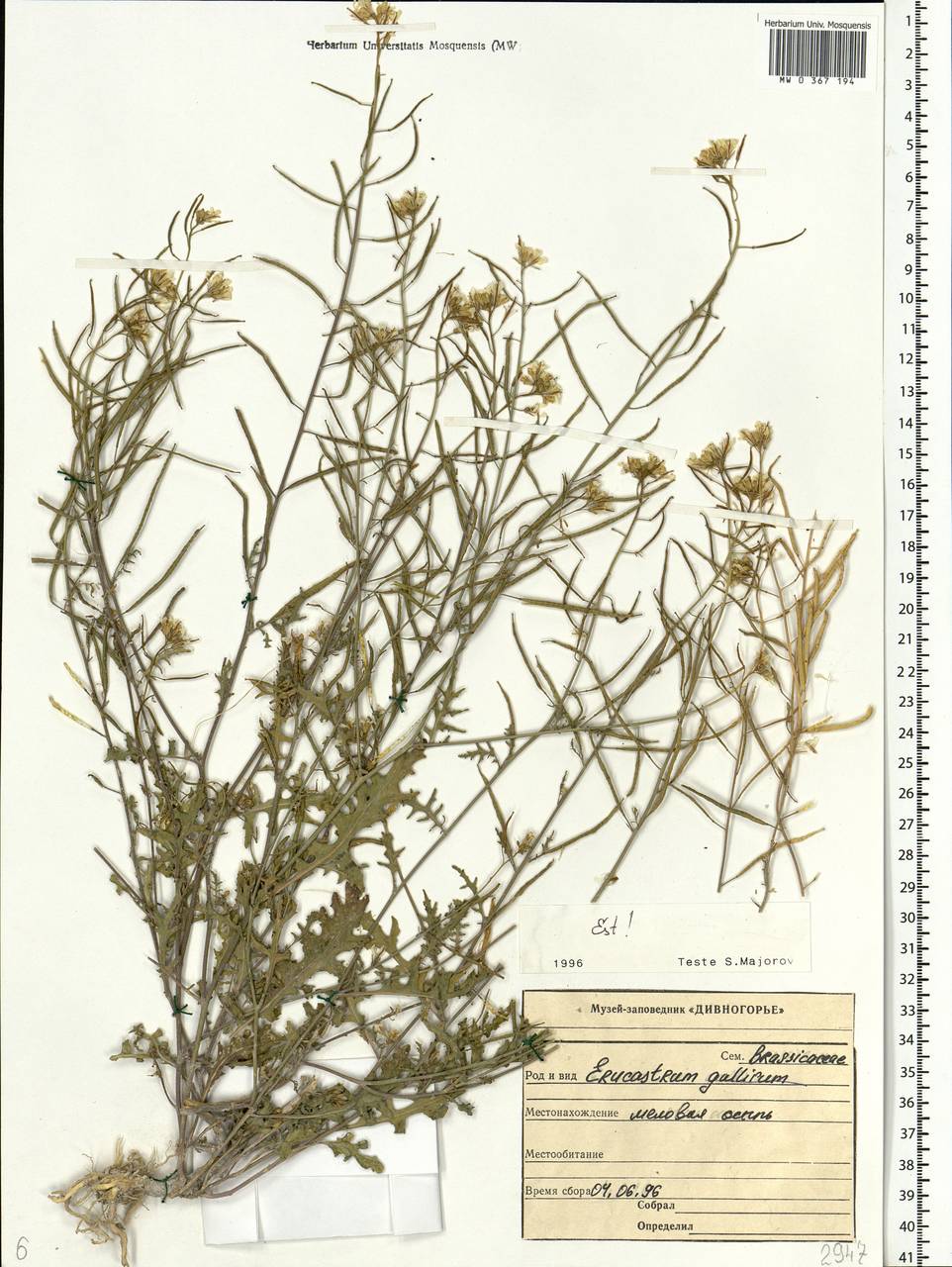 Erucastrum gallicum (Willd.) O.E.Schulz, Eastern Europe, Central forest-and-steppe region (E6) (Russia)
