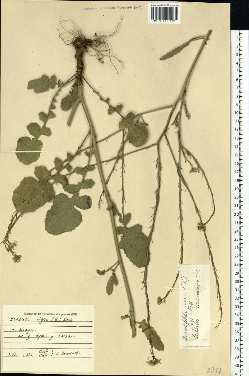 Hirschfeldia incana (L.) Lagr.-Foss., Eastern Europe, Central region (E4) (Russia)