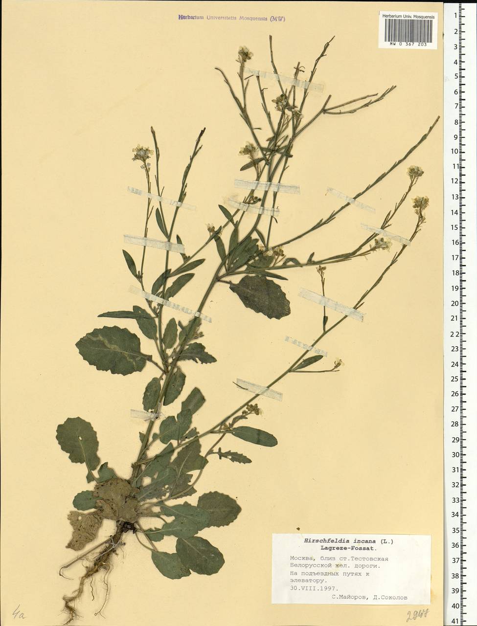 Hirschfeldia incana (L.) Lagr.-Foss., Eastern Europe, Moscow region (E4a) (Russia)