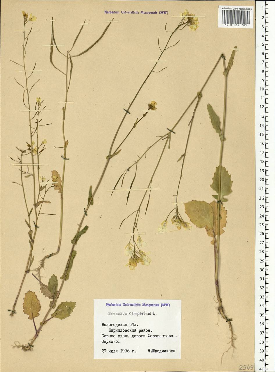 Brassica rapa subsp. sylvestris (L.) Janch., Eastern Europe, Northern region (E1) (Russia)
