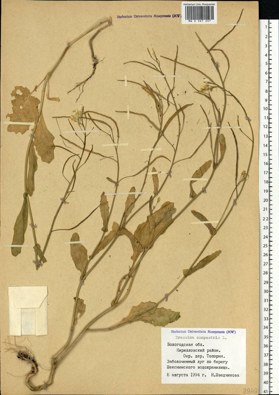 Brassica rapa subsp. sylvestris (L.) Janch., Eastern Europe, Northern region (E1) (Russia)