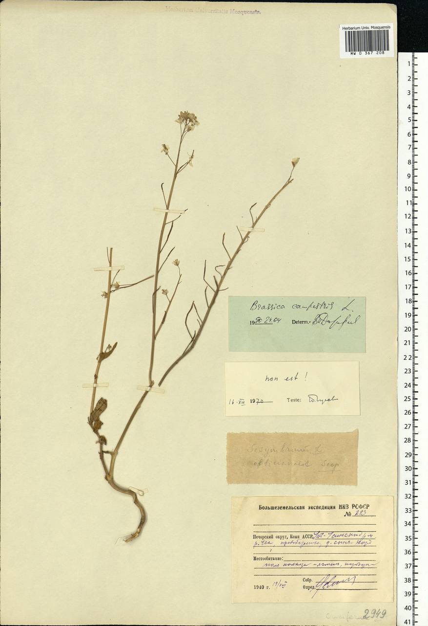 Brassica rapa subsp. sylvestris (L.) Janch., Eastern Europe, Northern region (E1) (Russia)