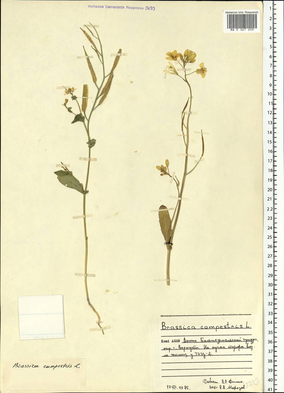 Brassica rapa subsp. sylvestris (L.) Janch., Eastern Europe, Northern region (E1) (Russia)