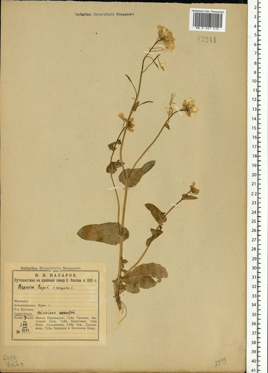Brassica rapa subsp. sylvestris (L.) Janch., Eastern Europe, Northern region (E1) (Russia)