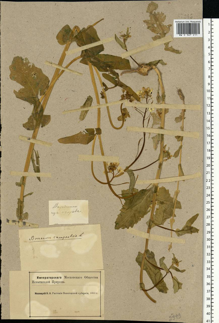 Brassica rapa subsp. sylvestris (L.) Janch., Eastern Europe, Northern region (E1) (Russia)