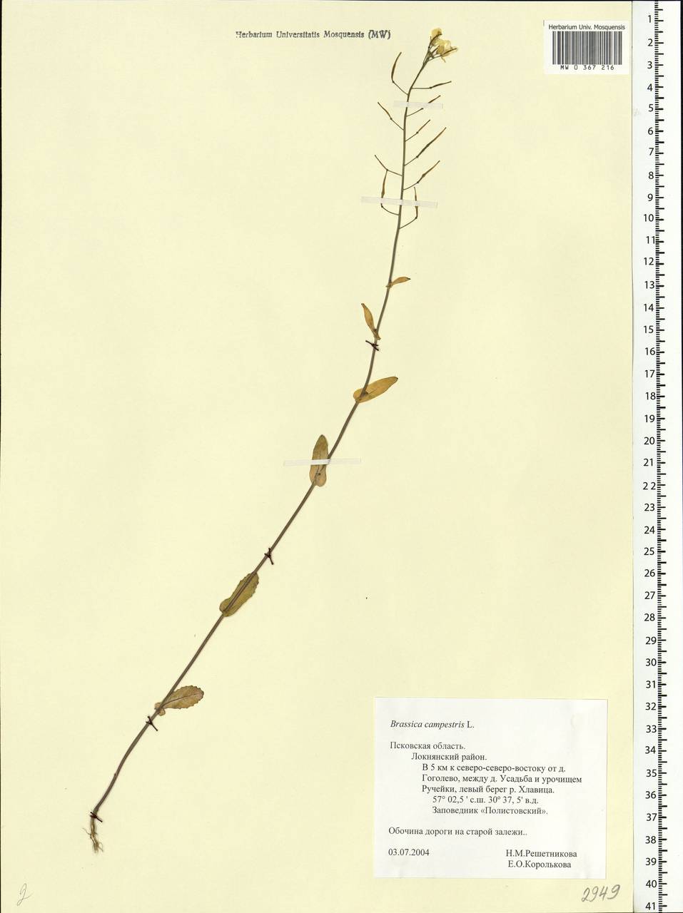 Brassica rapa subsp. sylvestris (L.) Janch., Eastern Europe, North-Western region (E2) (Russia)