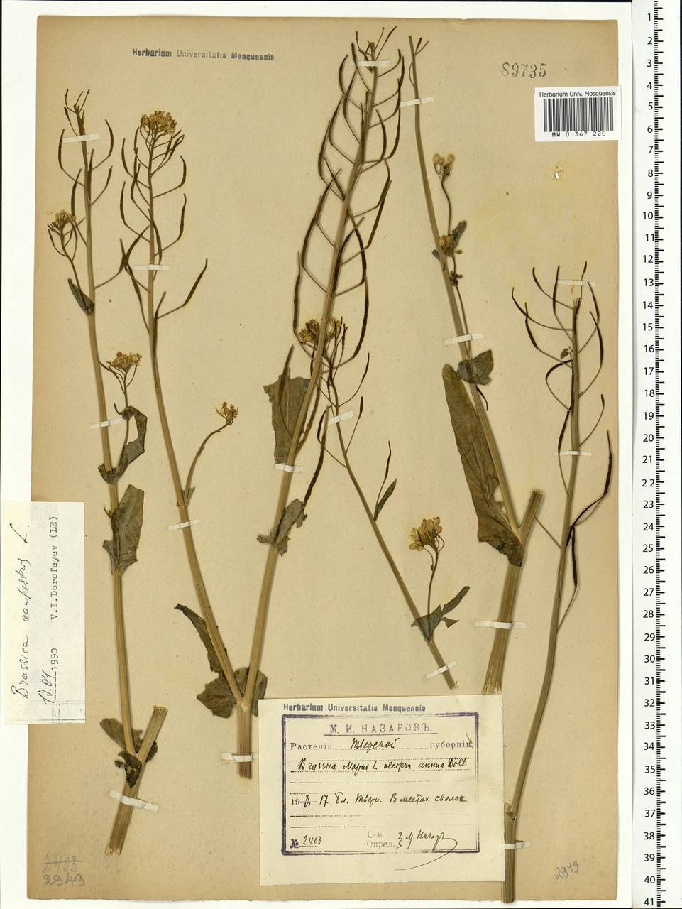 Brassica rapa subsp. oleifera (DC.) Metzg., Eastern Europe, North-Western region (E2) (Russia)