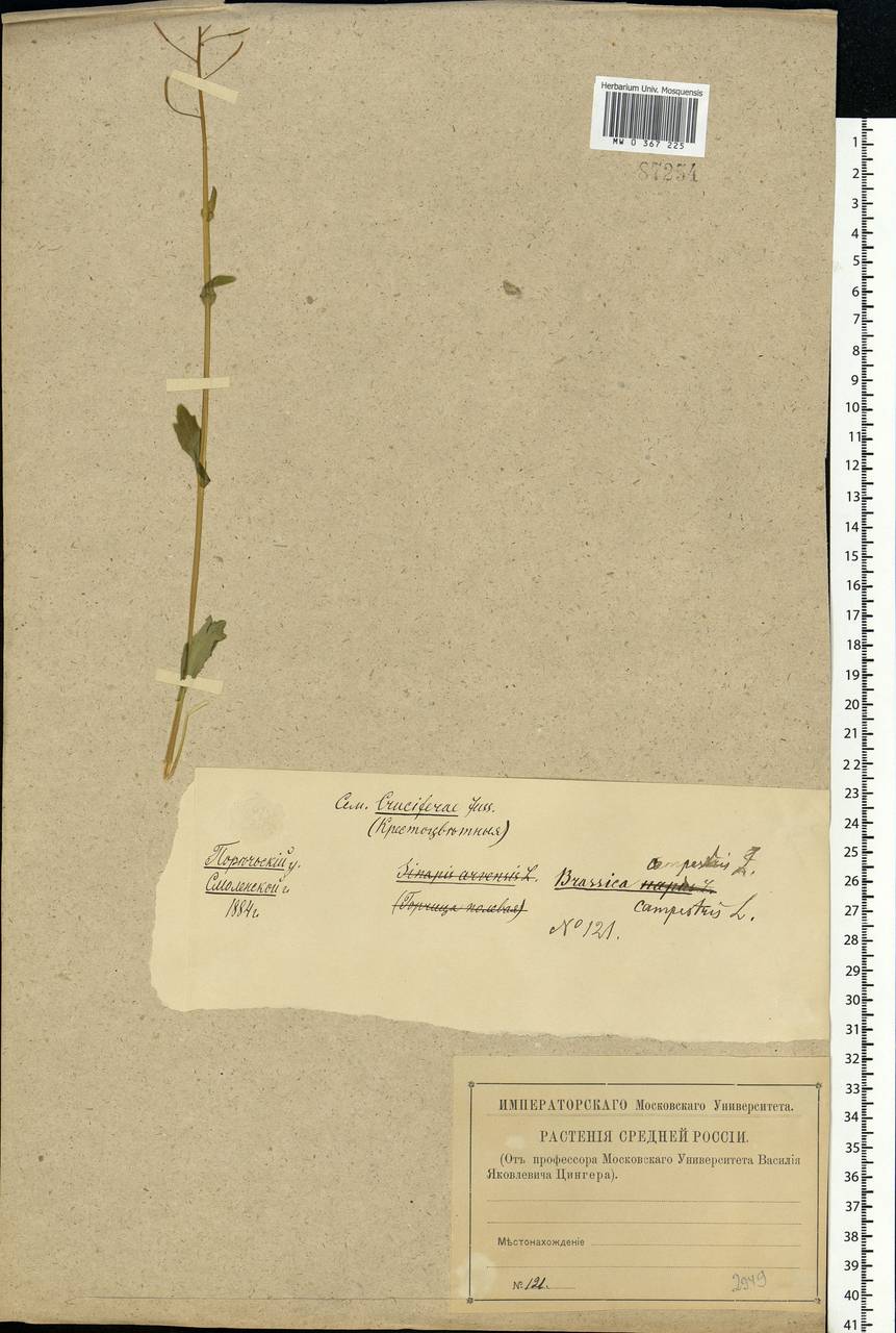 Brassica rapa subsp. sylvestris (L.) Janch., Eastern Europe, Western region (E3) (Russia)