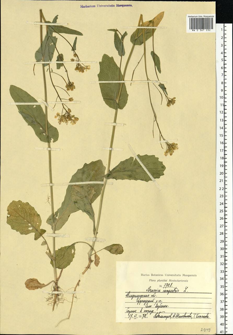 Brassica rapa subsp. sylvestris (L.) Janch., Eastern Europe, Central region (E4) (Russia)