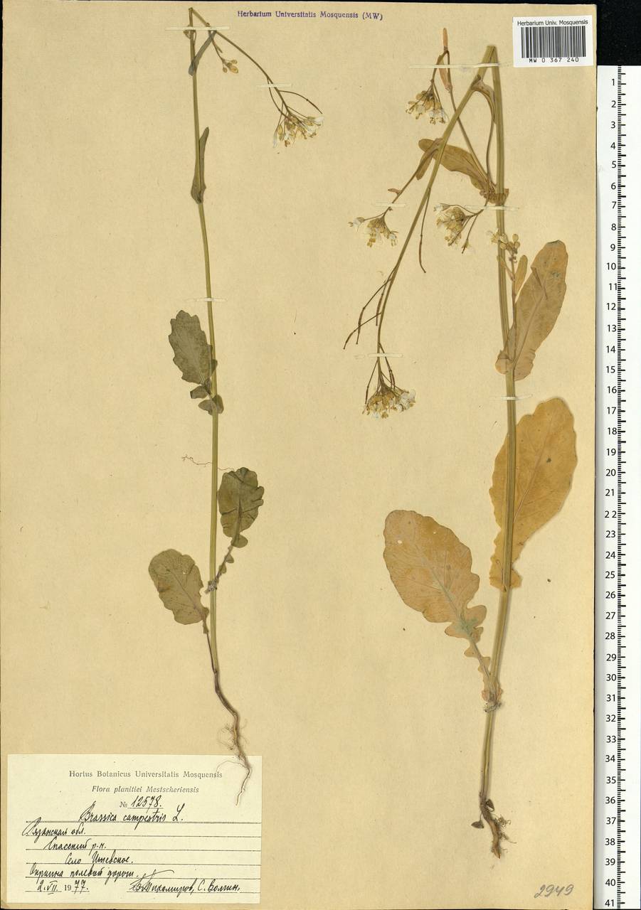Brassica rapa subsp. sylvestris (L.) Janch., Eastern Europe, Central region (E4) (Russia)