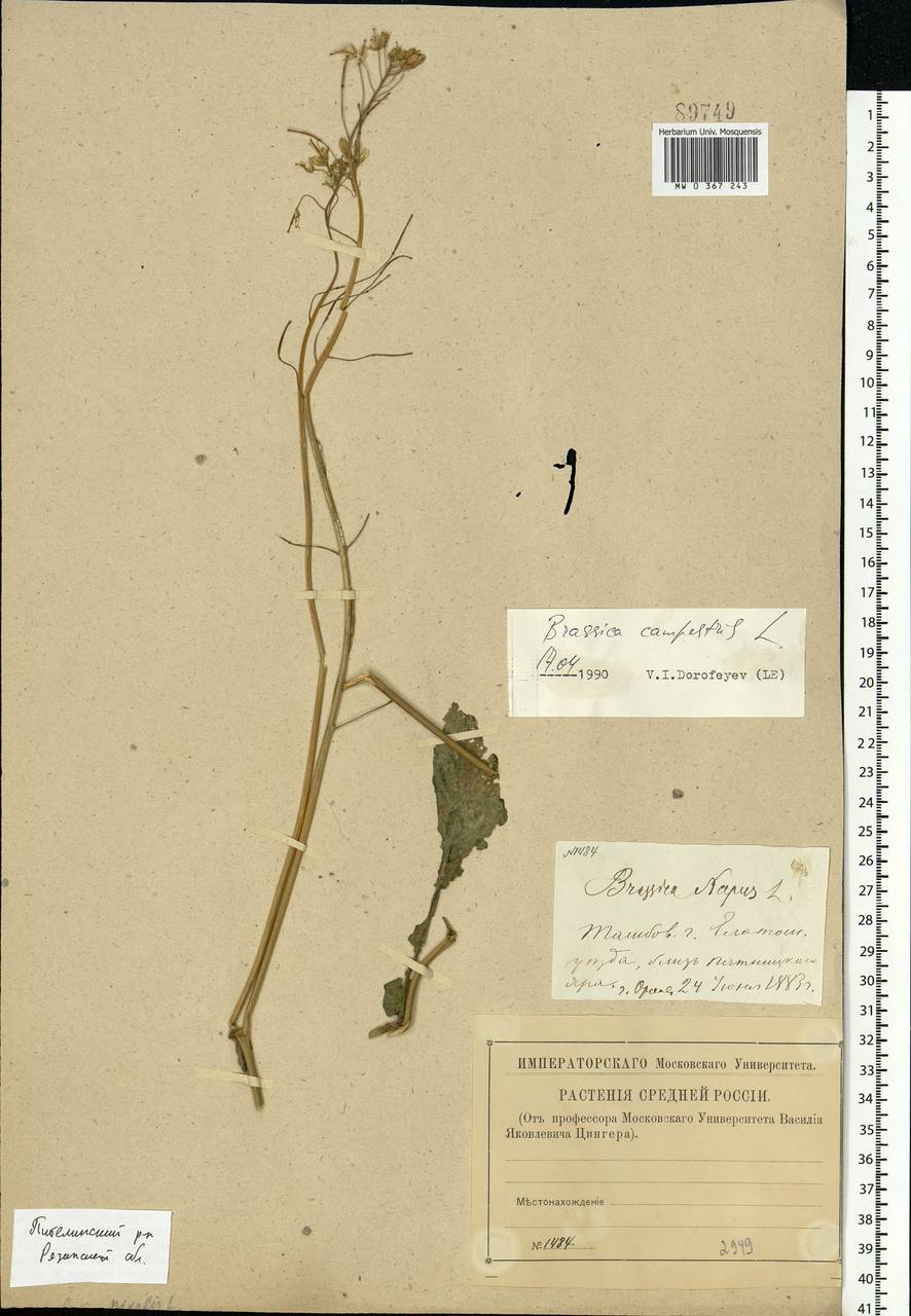 Brassica rapa subsp. oleifera (DC.) Metzg., Eastern Europe, Central region (E4) (Russia)