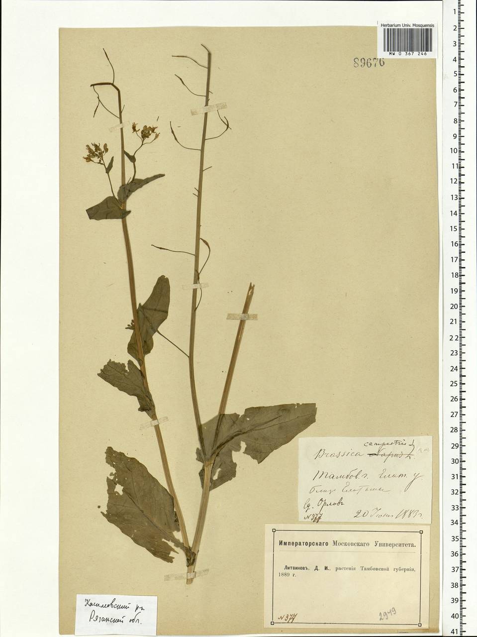 Brassica rapa subsp. sylvestris (L.) Janch., Eastern Europe, Central region (E4) (Russia)