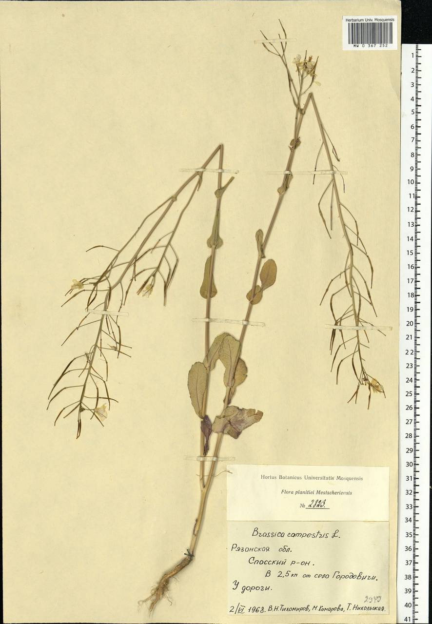 Brassica rapa subsp. oleifera (DC.) Metzg., Eastern Europe, Central region (E4) (Russia)