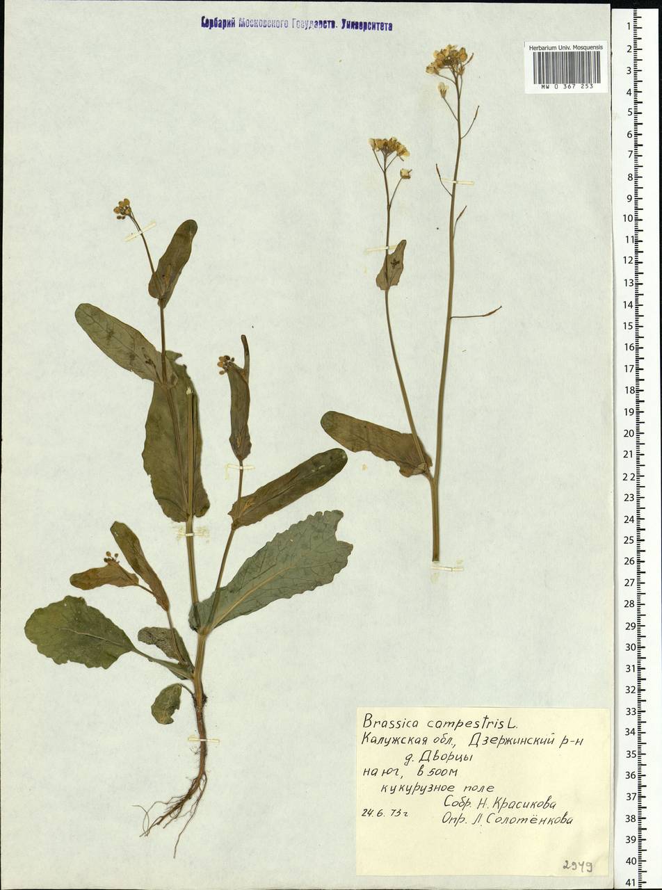 Brassica rapa subsp. sylvestris (L.) Janch., Eastern Europe, Central region (E4) (Russia)