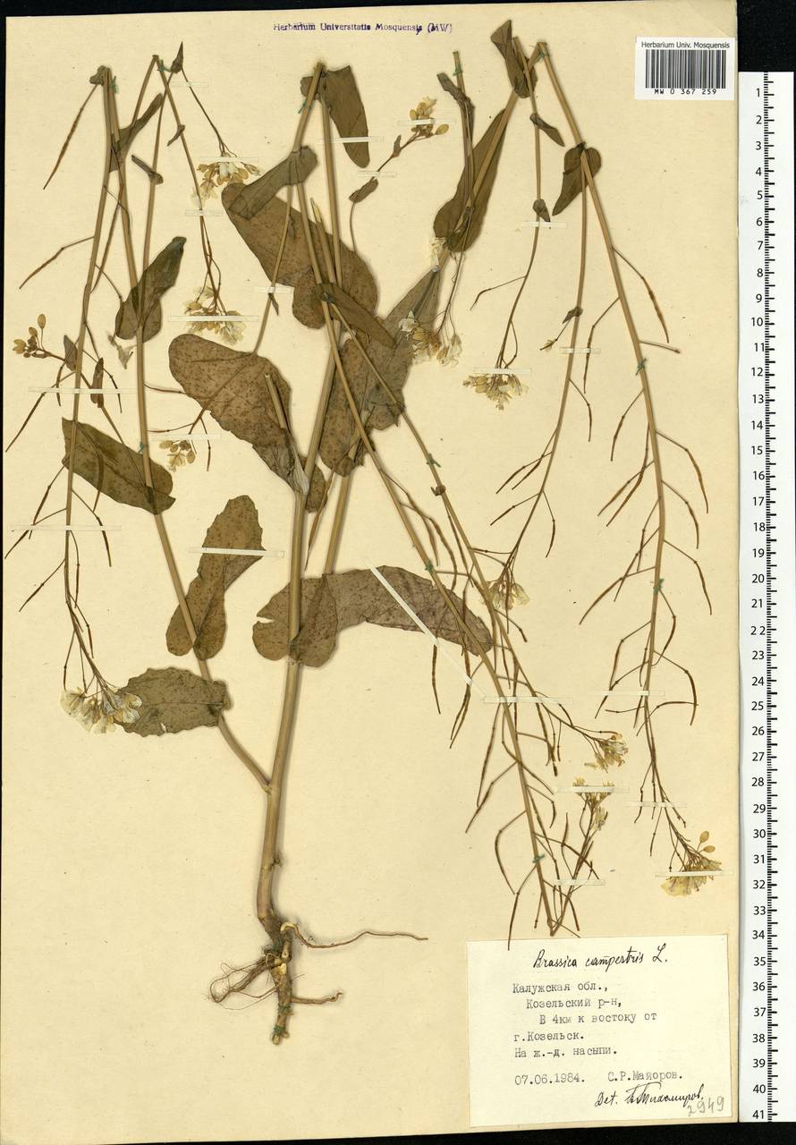 Brassica rapa subsp. sylvestris (L.) Janch., Eastern Europe, Central region (E4) (Russia)