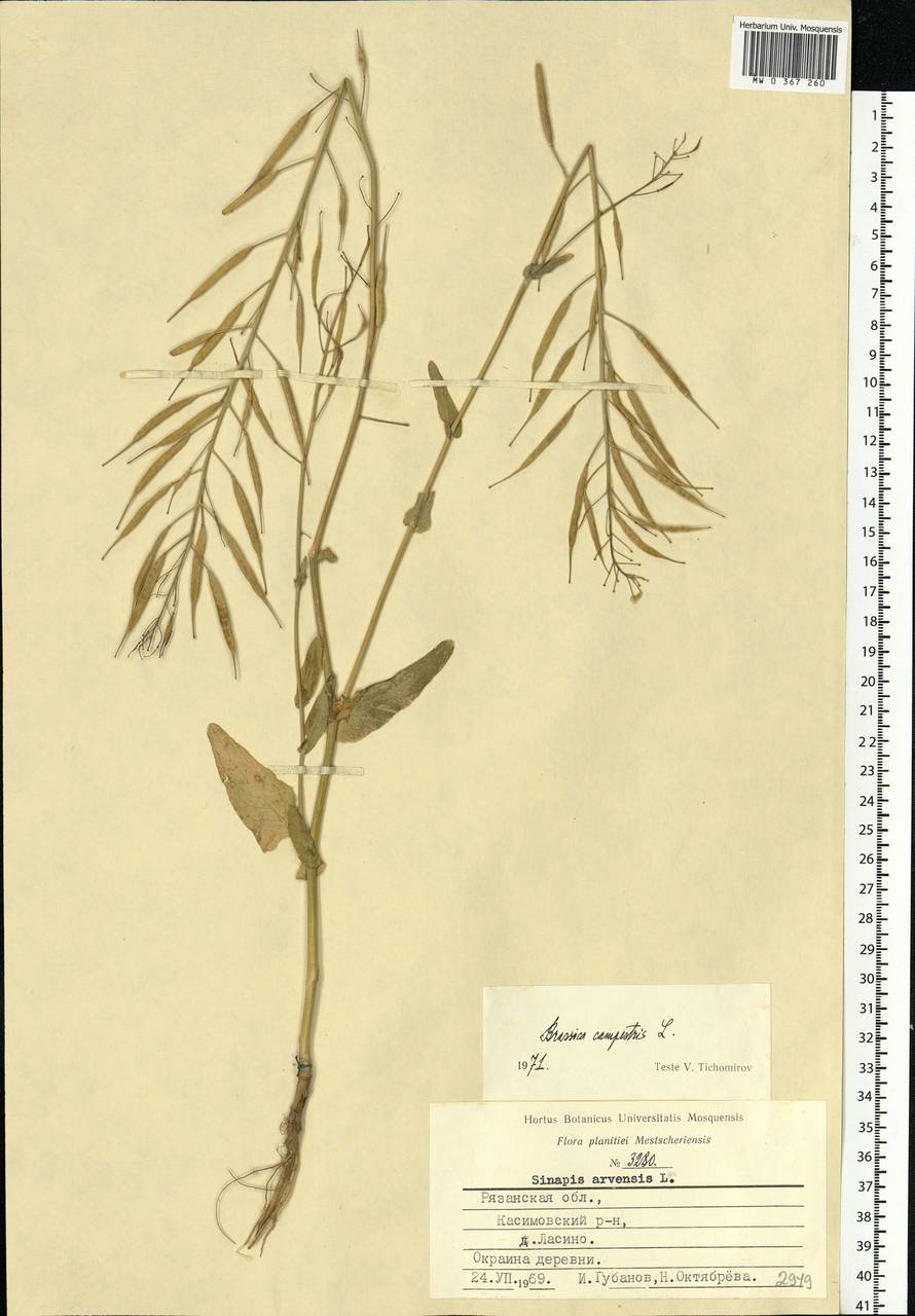 Brassica rapa subsp. sylvestris (L.) Janch., Eastern Europe, Central region (E4) (Russia)