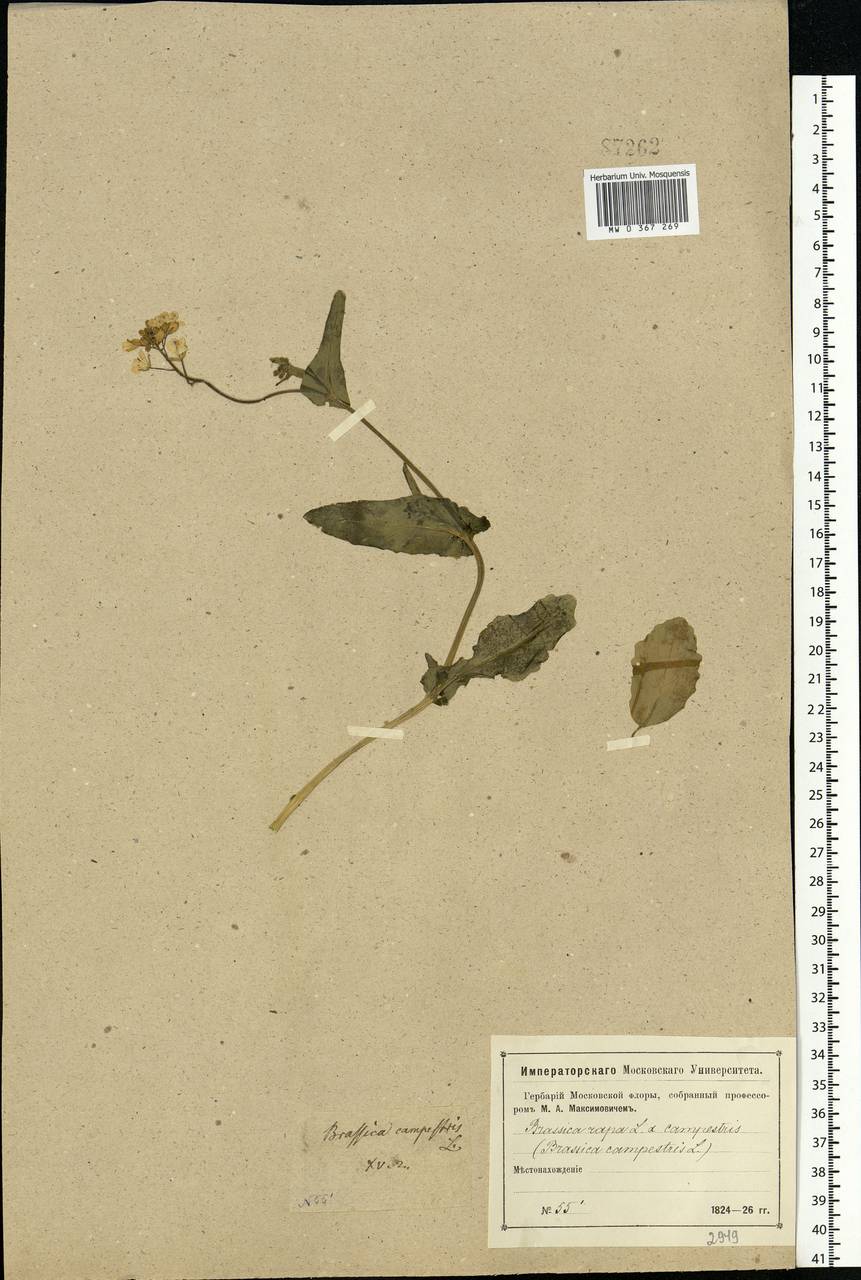 Brassica rapa subsp. sylvestris (L.) Janch., Eastern Europe, Moscow region (E4a) (Russia)