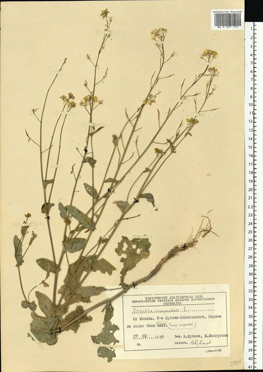 Brassica rapa subsp. sylvestris (L.) Janch., Eastern Europe, Moscow region (E4a) (Russia)