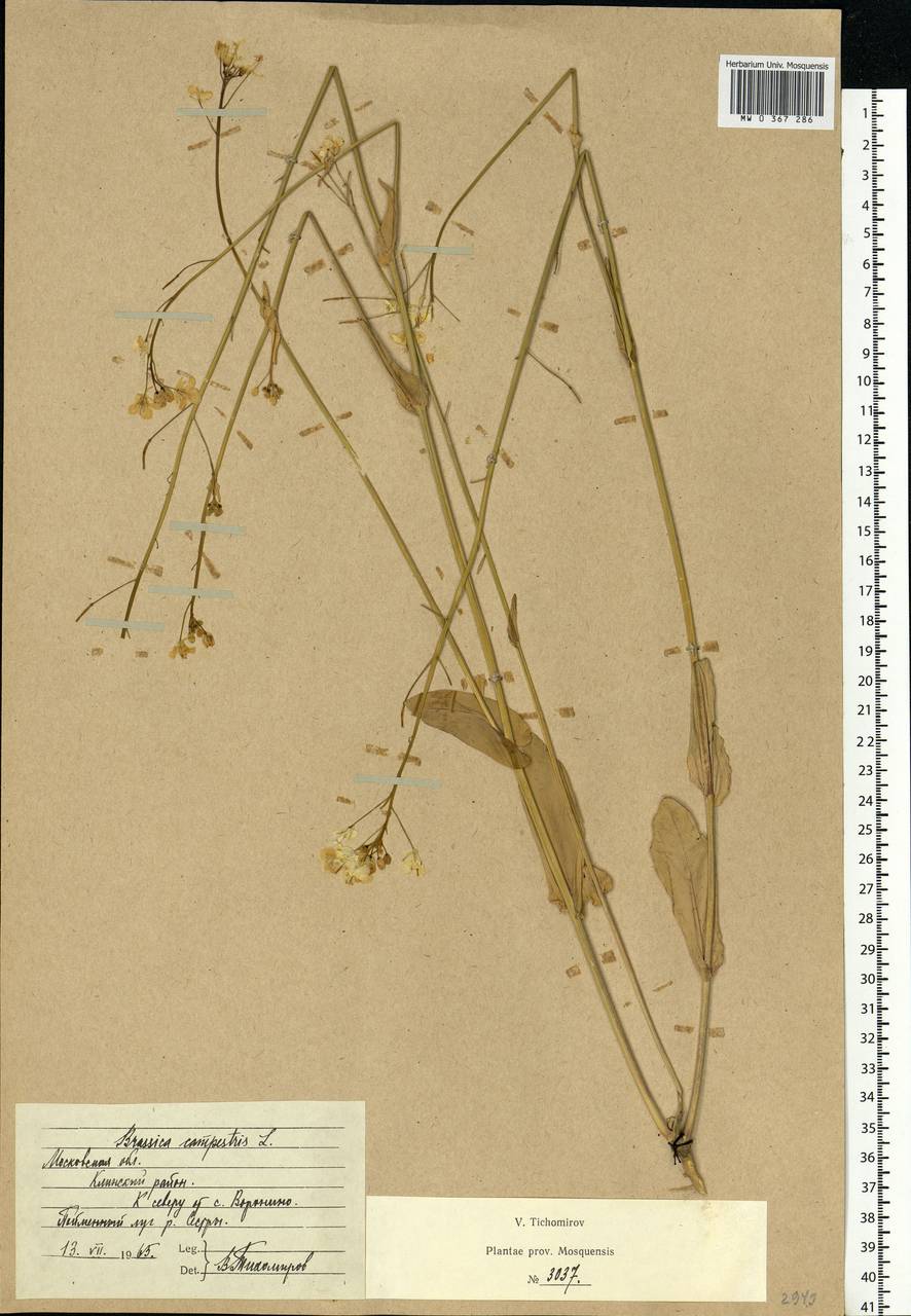 Brassica rapa subsp. sylvestris (L.) Janch., Eastern Europe, Moscow region (E4a) (Russia)