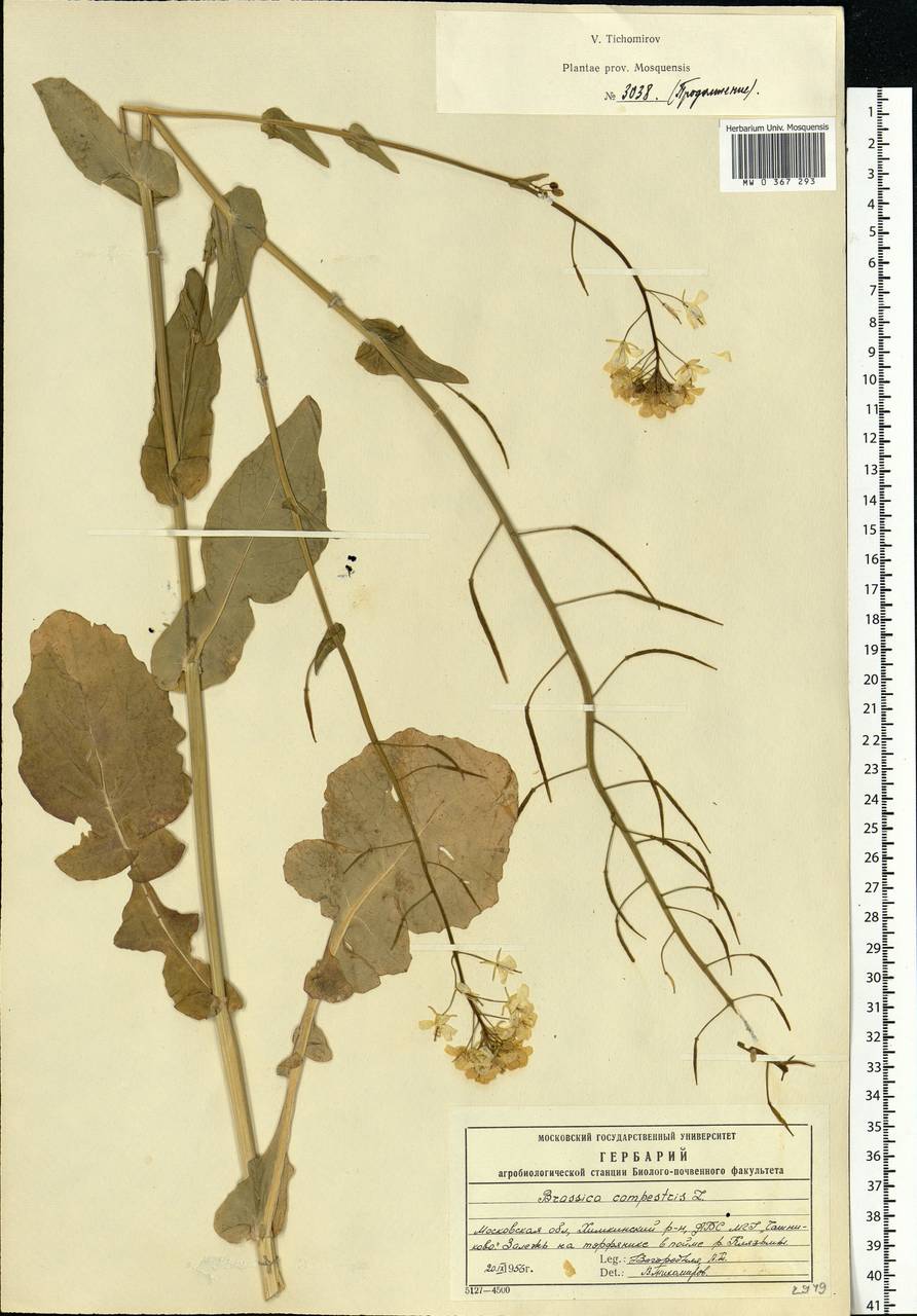 Brassica rapa subsp. sylvestris (L.) Janch., Eastern Europe, Moscow region (E4a) (Russia)