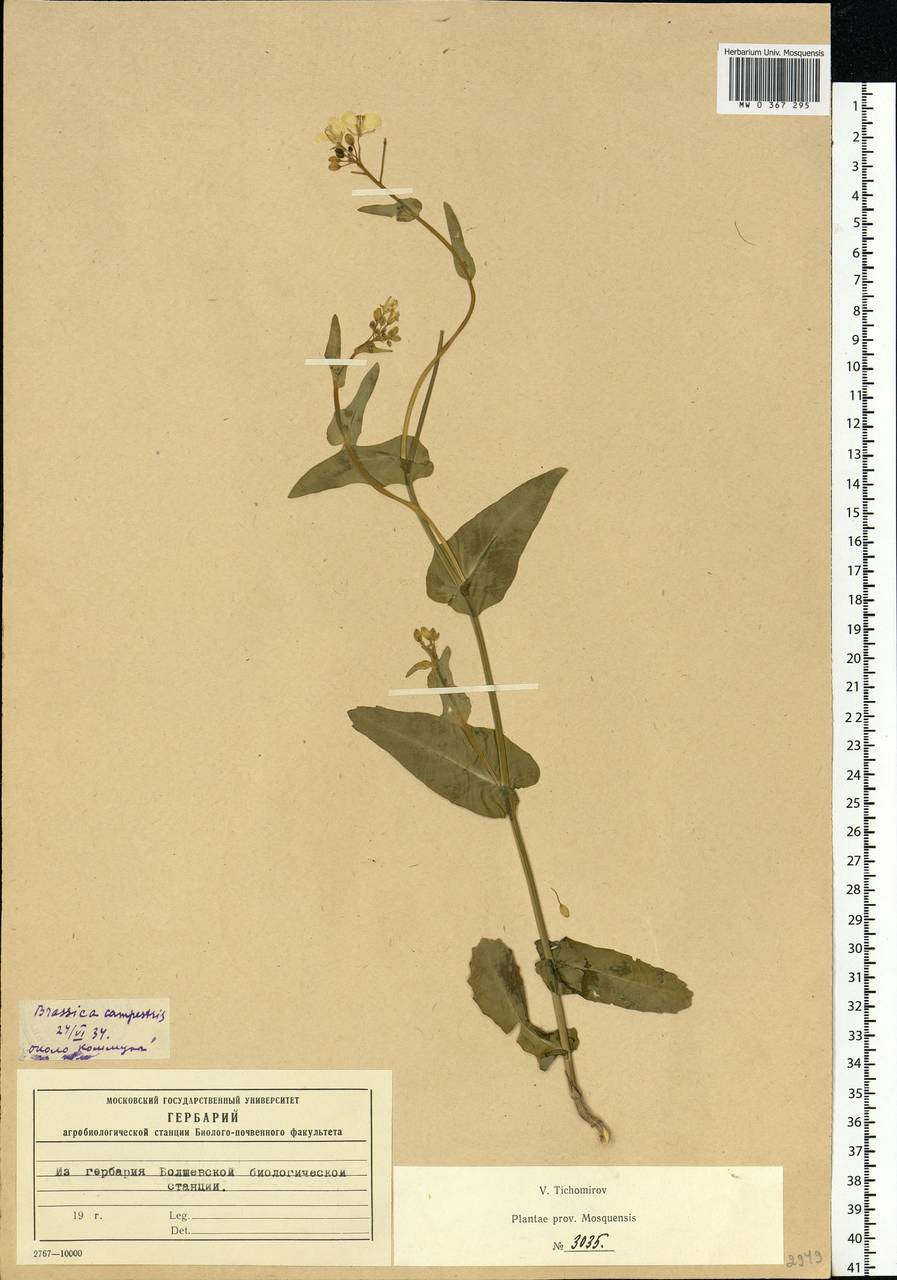 Brassica rapa subsp. sylvestris (L.) Janch., Eastern Europe, Moscow region (E4a) (Russia)