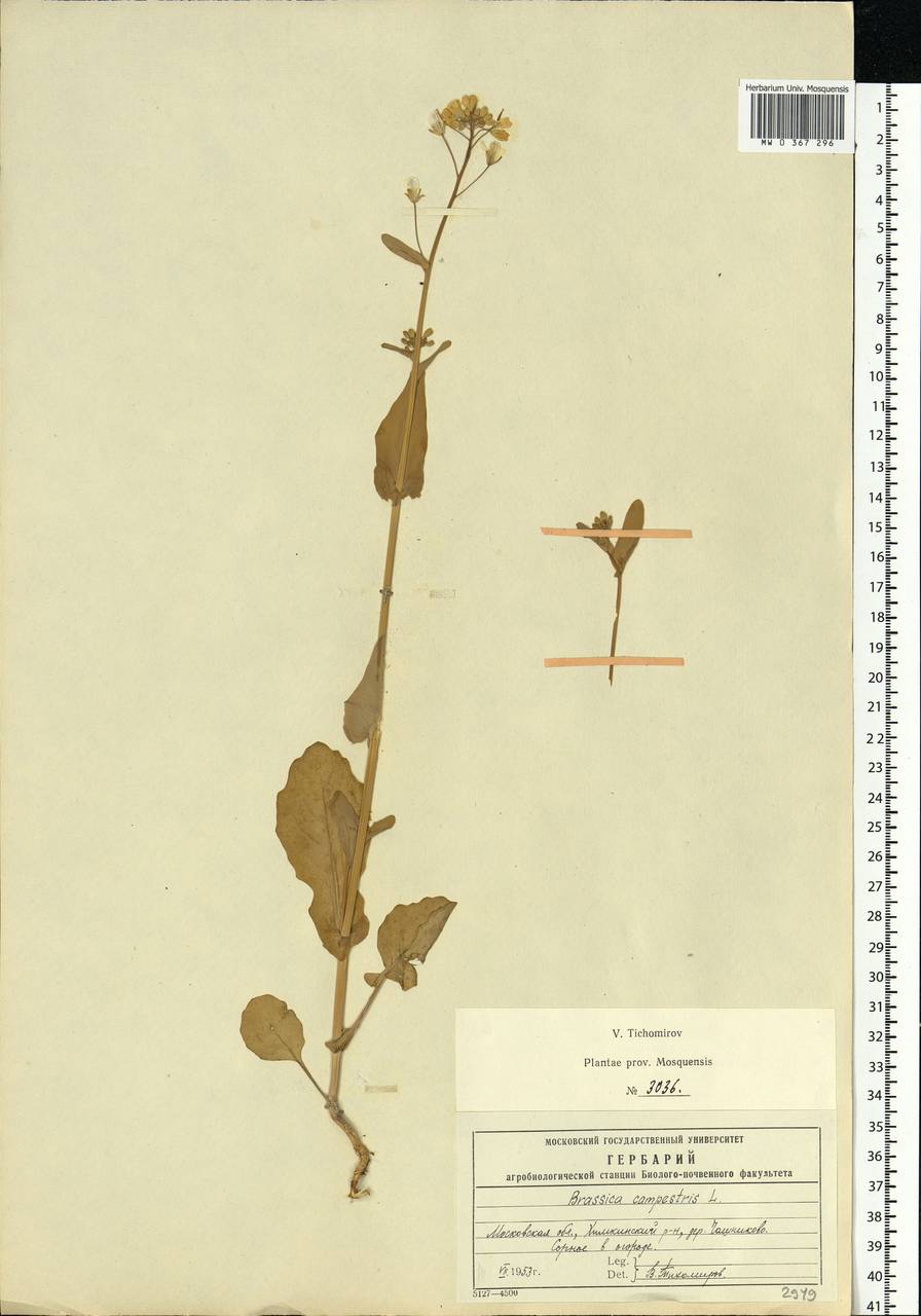 Brassica rapa subsp. oleifera (DC.) Metzg., Eastern Europe, Moscow region (E4a) (Russia)