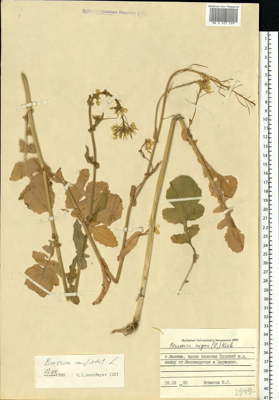 Brassica rapa subsp. sylvestris (L.) Janch., Eastern Europe, Moscow region (E4a) (Russia)