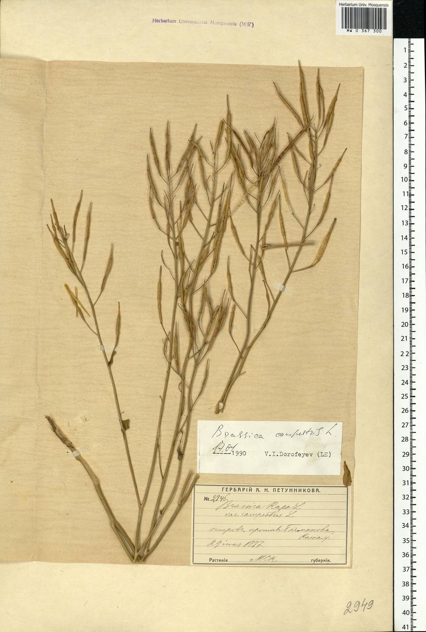 Brassica rapa subsp. sylvestris (L.) Janch., Eastern Europe, Moscow region (E4a) (Russia)