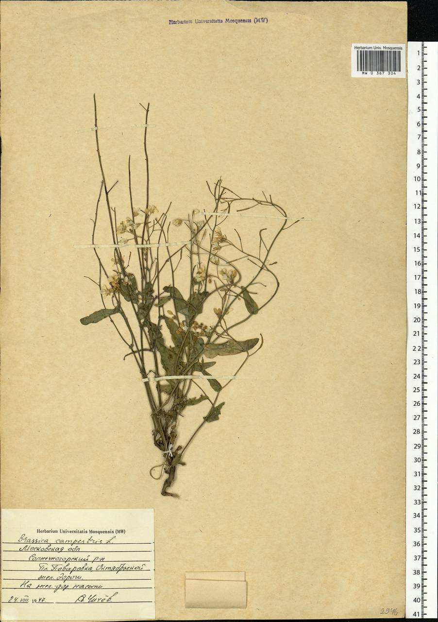 Brassica rapa subsp. sylvestris (L.) Janch., Eastern Europe, Moscow region (E4a) (Russia)