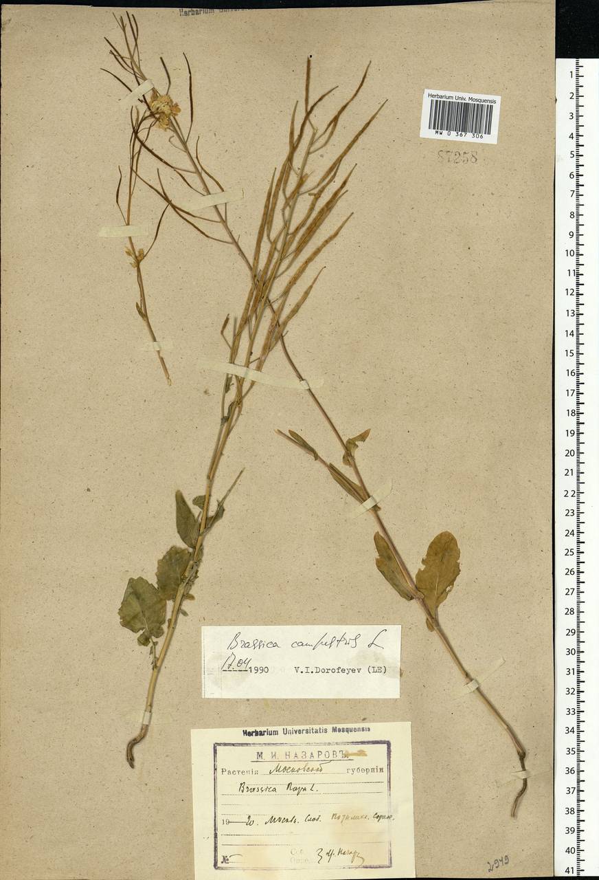 Brassica rapa subsp. sylvestris (L.) Janch., Eastern Europe, Moscow region (E4a) (Russia)