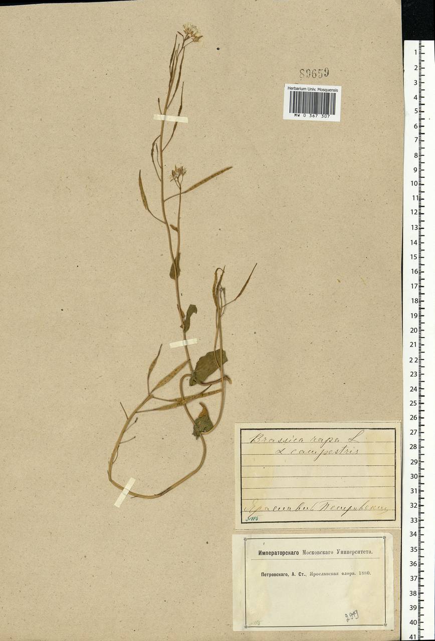 Brassica rapa subsp. sylvestris (L.) Janch., Eastern Europe, Central forest region (E5) (Russia)