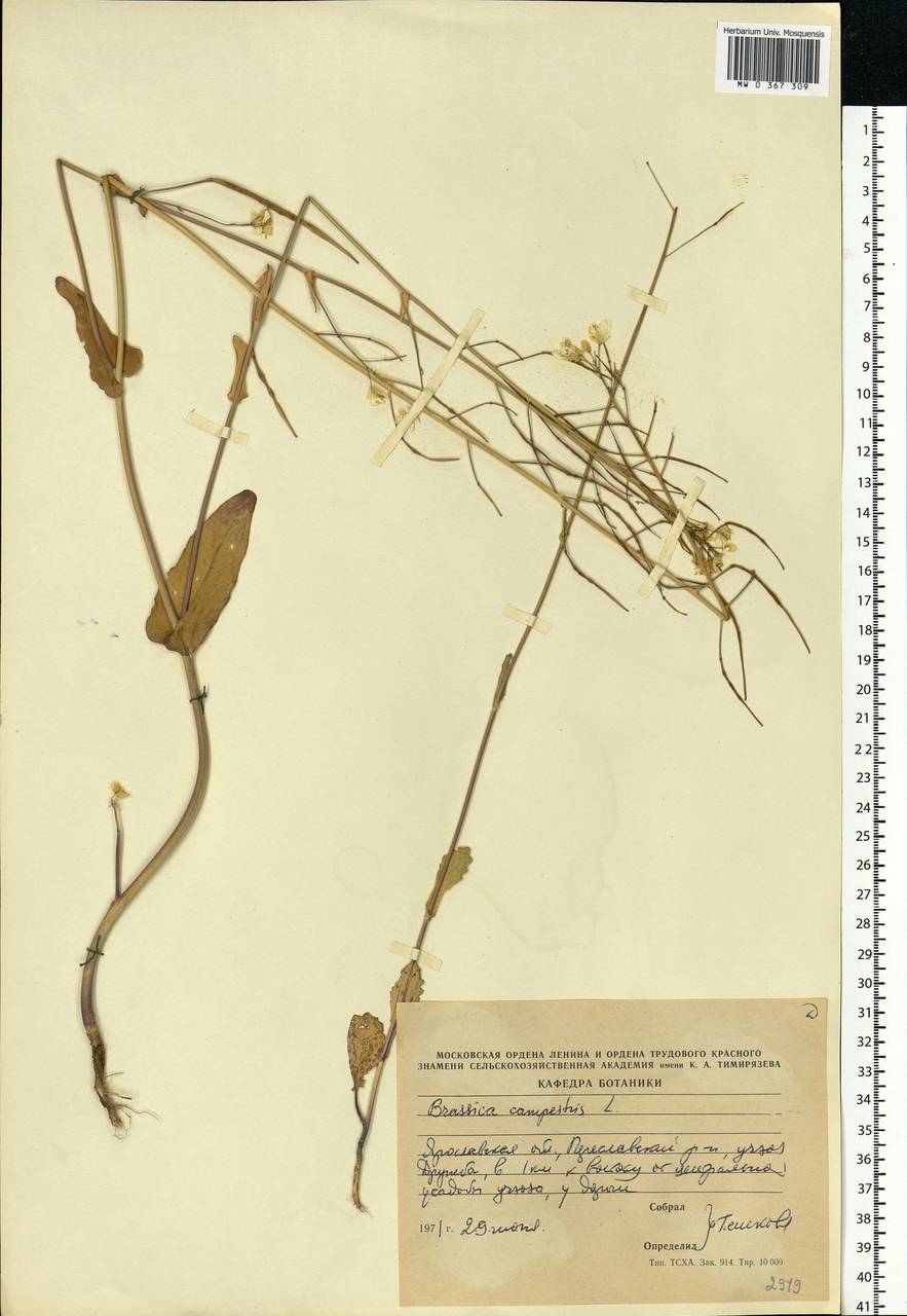 Brassica rapa subsp. sylvestris (L.) Janch., Eastern Europe, Central forest region (E5) (Russia)