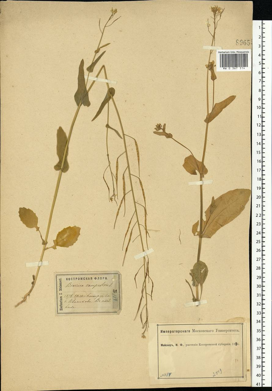 Brassica rapa subsp. sylvestris (L.) Janch., Eastern Europe, Central forest region (E5) (Russia)